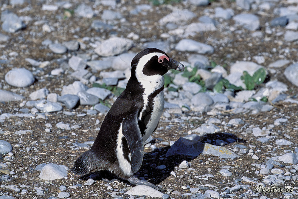 Pingüino de El Cabo (Spheniscus demersus) en la protegida Isla Dyer en Sudáfrica
