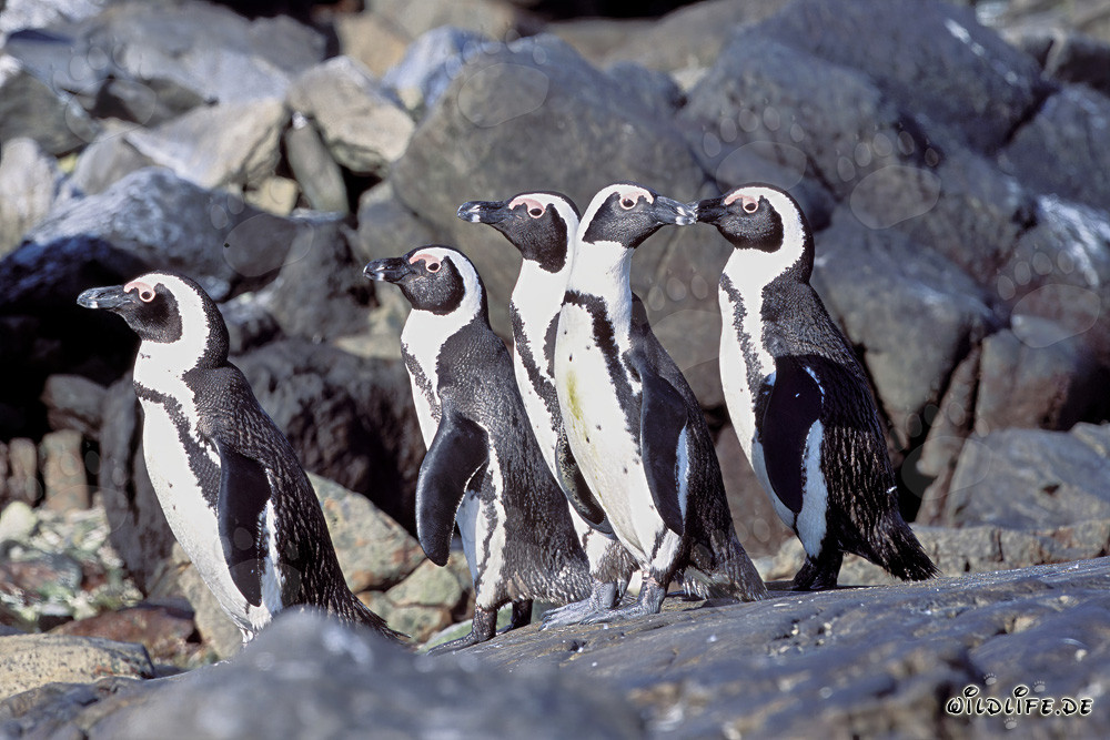 African Penguins on Dyer Island in South Africa