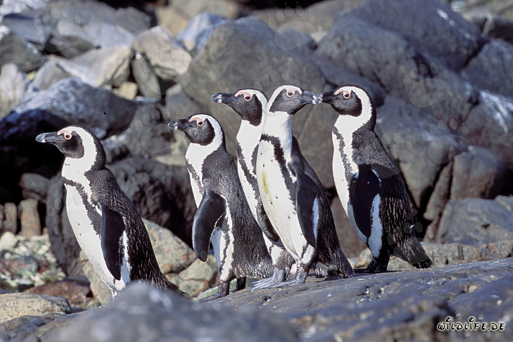 Brillenpinguine auf Dyer Island in Südafrika