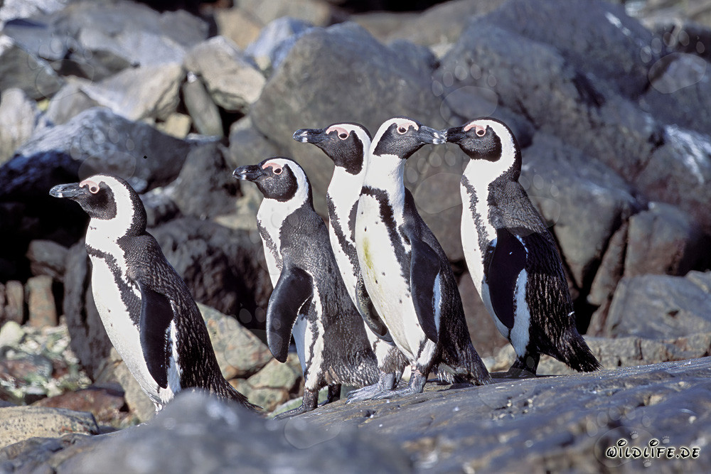 Pingouins à lunettes sur l'île de Dyer en Afrique du Sud