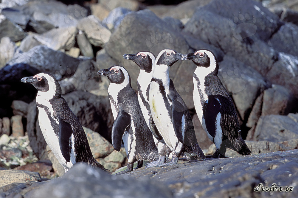 Pinguini dal becco giallo sull'isola di Dyer in Sudafrica