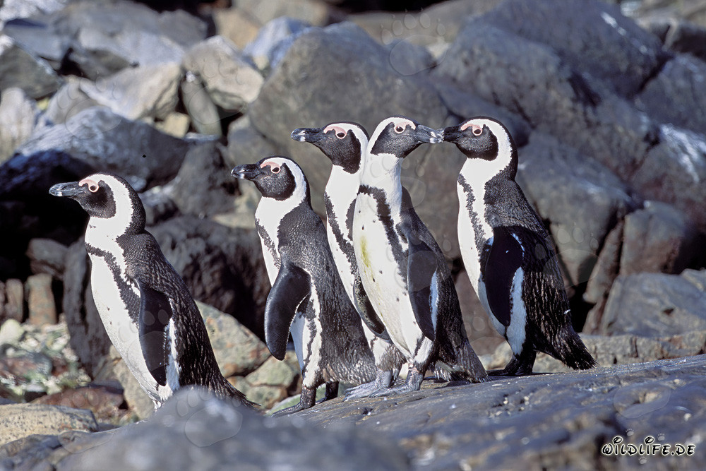 Pingüinos de ojos amarillos en la isla de Dyer en Sudáfrica