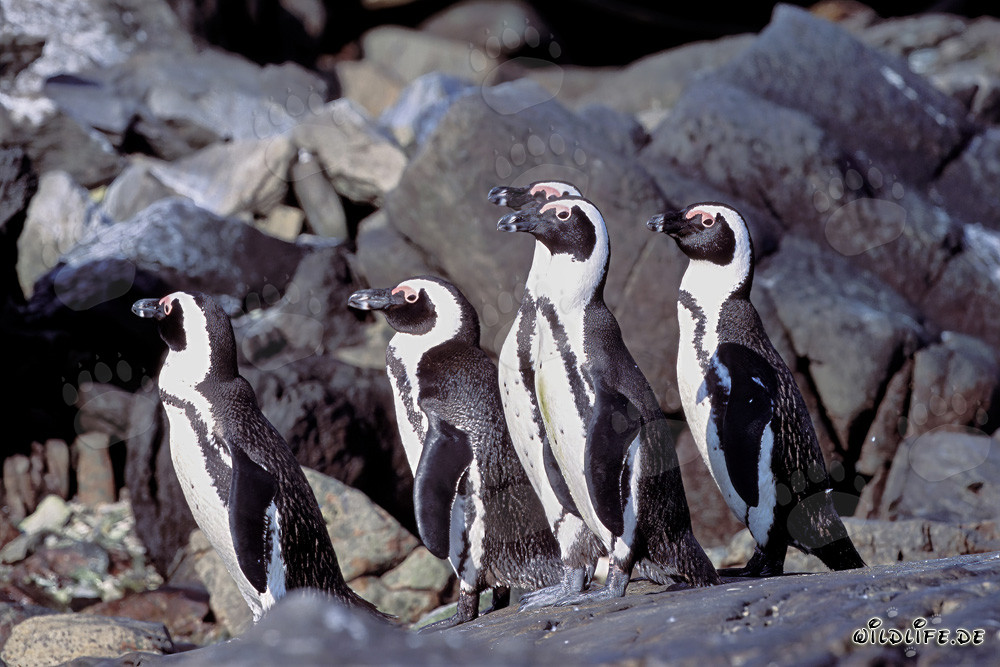 Brillenpinguine auf Dyer Island in Südafrika
