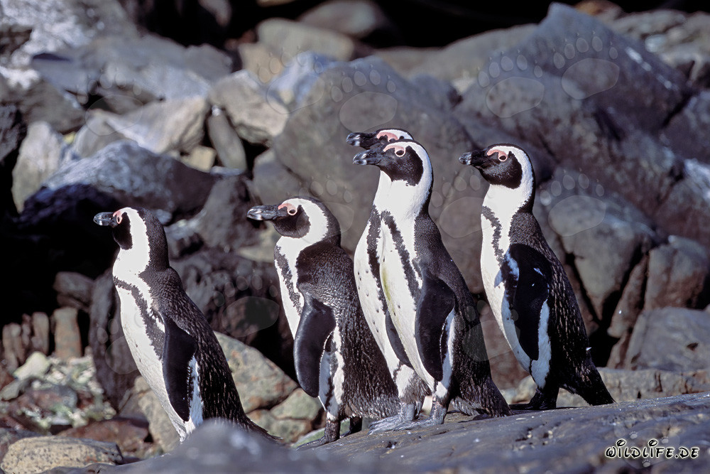 Pinguins à lunettes sur l'île de Dyer en Afrique du Sud