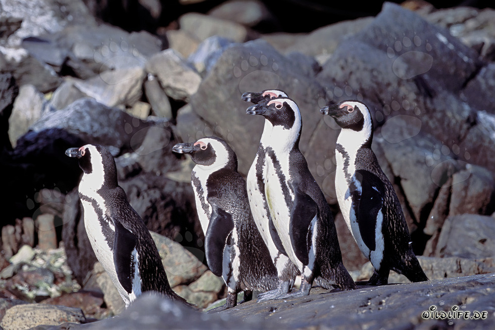 Pinguini dal becco arancio sull'isola di Dyer in Sudafrica
