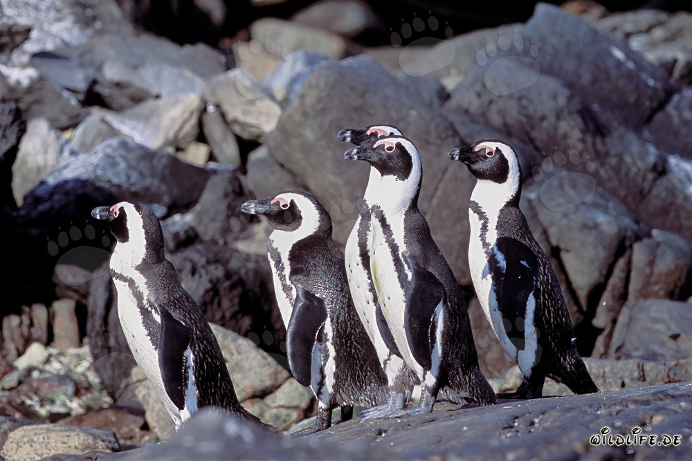 Pingüinos de lentes en la Isla de Dyer en Sudáfrica