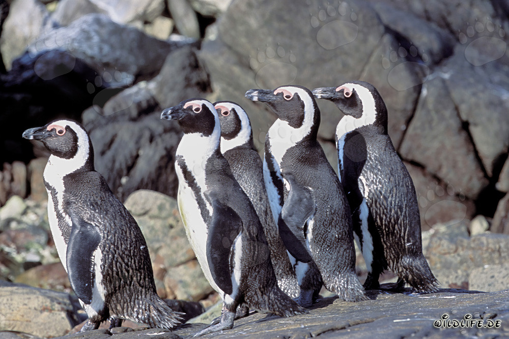African Penguin Colony on Dyer Island off the Coast of South Africa