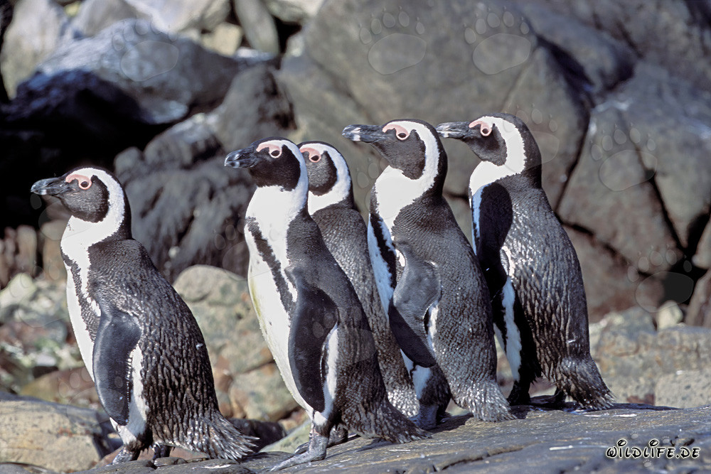 Pingüinos de anteojos en la Isla Dyer frente a la costa de Sudáfrica