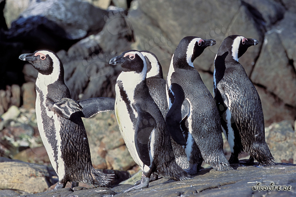 Faszinierende Brillenpinguin Kolonie auf Dyer Island