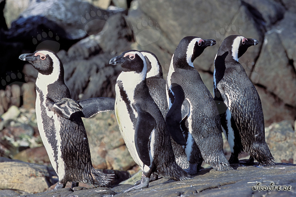 Fascinante colonia de pingüinos de anteojos en la isla Dyer