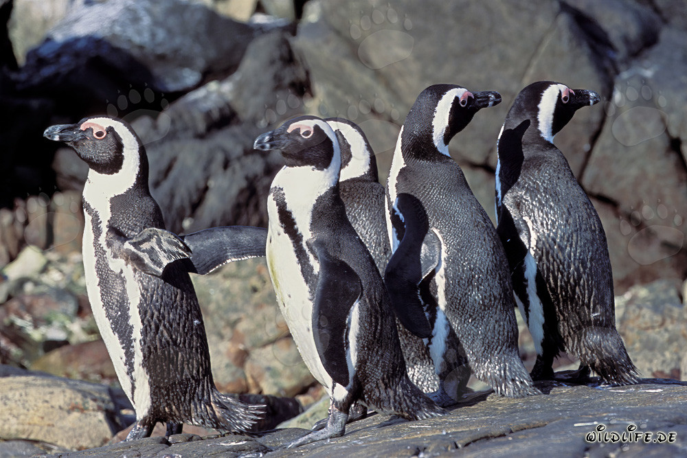 Affascinante colonia di pinguini ad occhiali sull'isola Dyer