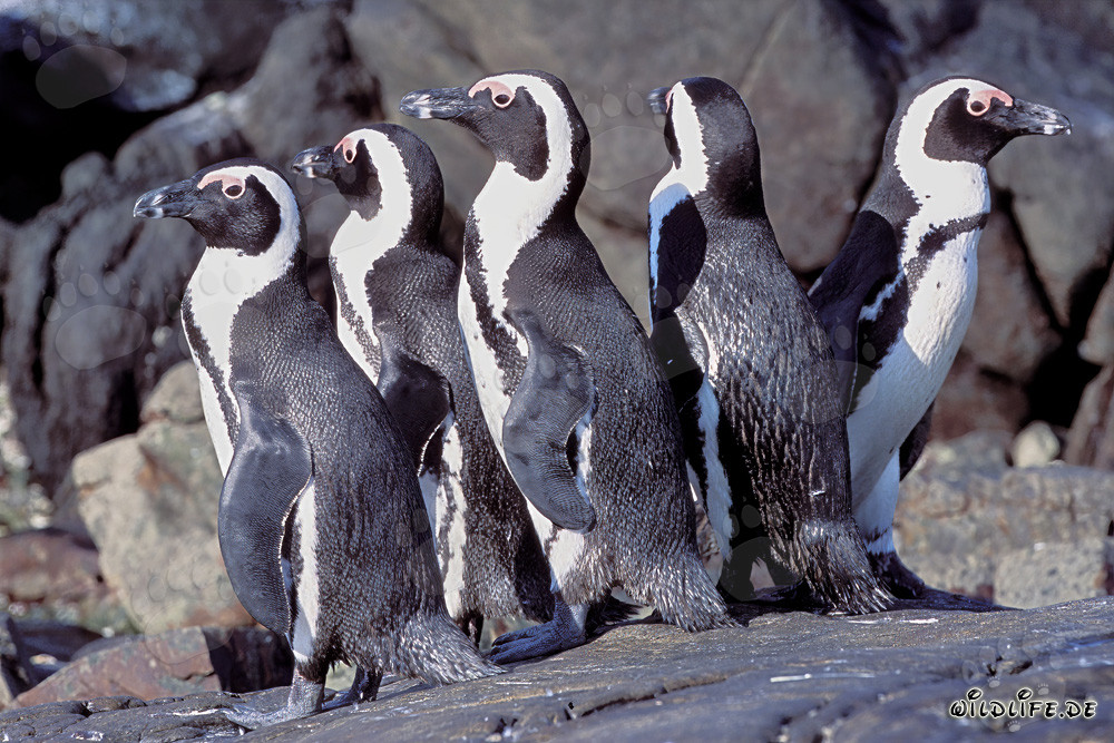 African Penguin Colony in South Africa