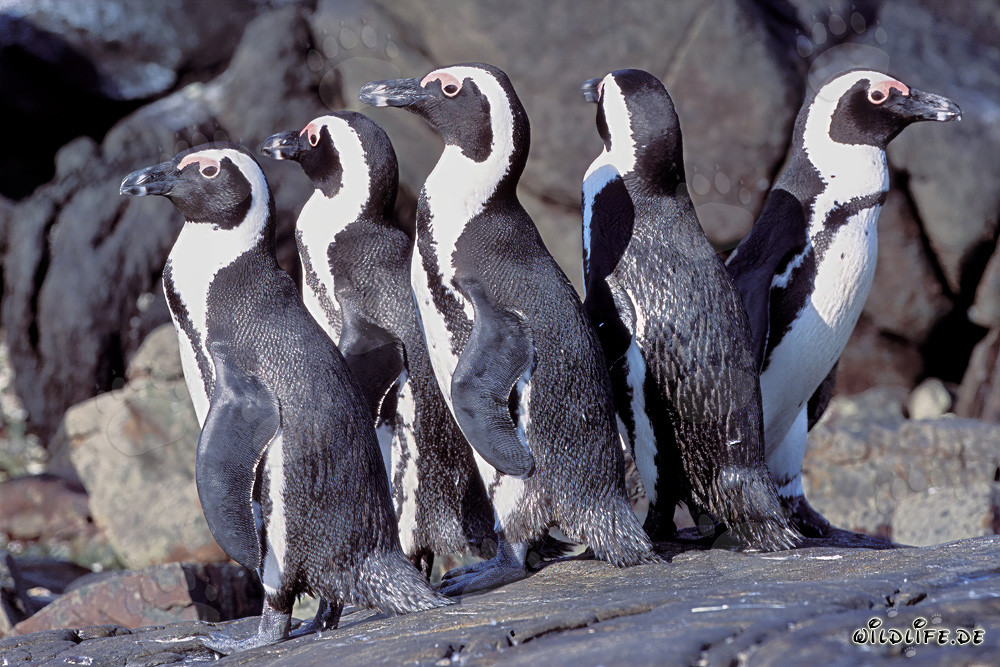 Brillenpinguin Kolonie in Südafrika