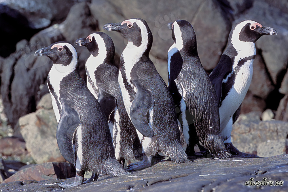 Colonia di pinguini dal becco in Sud Africa
