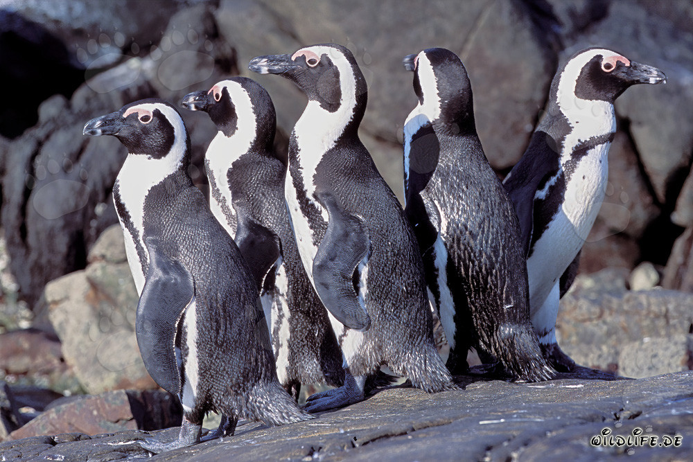 Colonia de pingüinos de anteojos en Sudáfrica