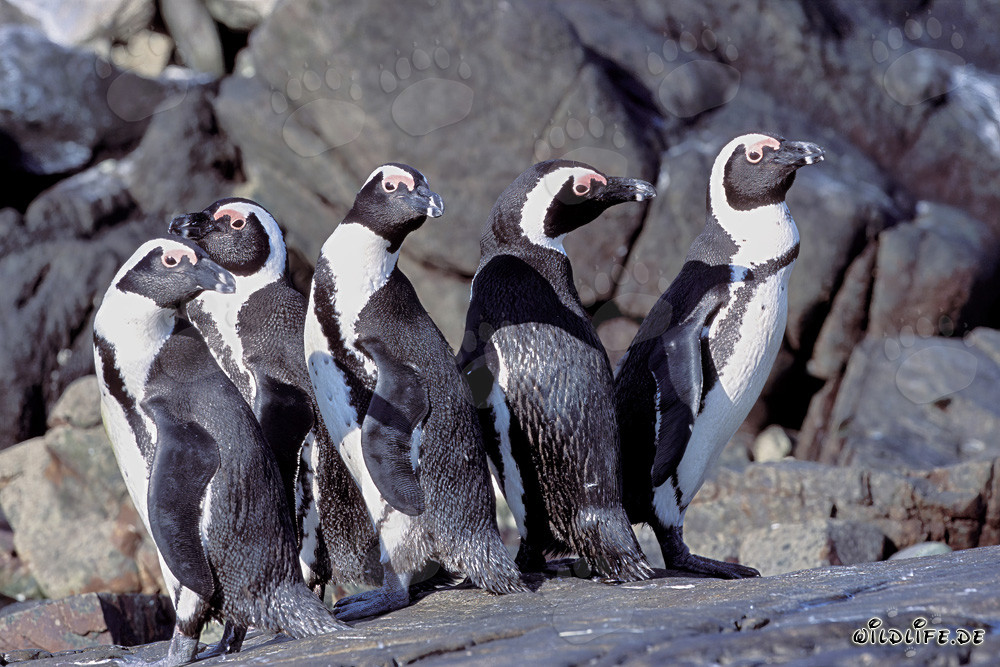 African Penguin Colony on Dyer Island, South Africa