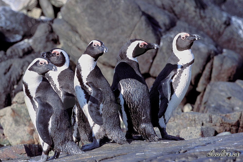 Brillenpinguin Kolonie auf Dyer Island, Suedafrika