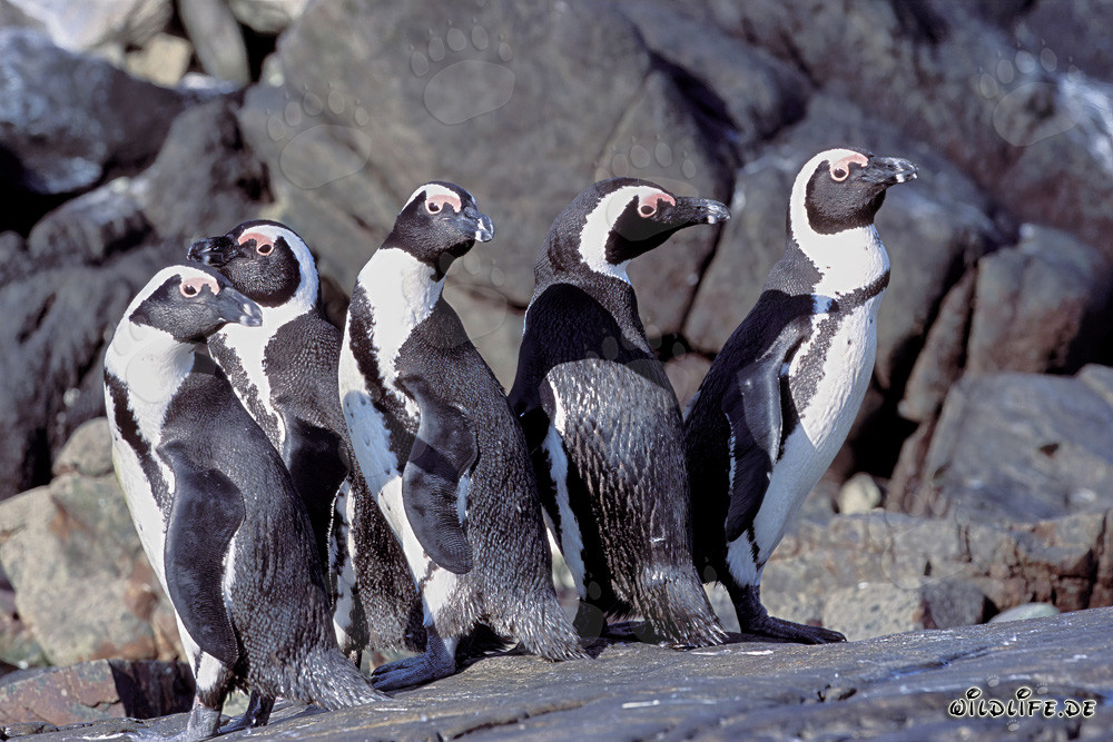 Colonia di pinguini dal becco a sella sull'Isola Dyer, Sudafrica