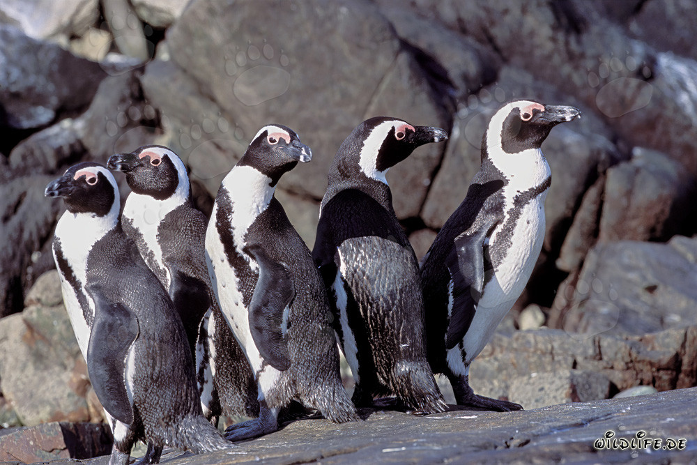 Colonia di pinguini dal becco in Isola Dyer, Western Cape, Sudafrica
