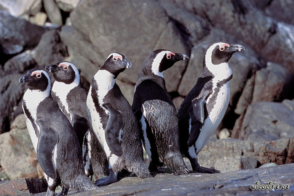 Colonie de manchots du Cap à Dyer Island, Western Cape, Afrique du Sud