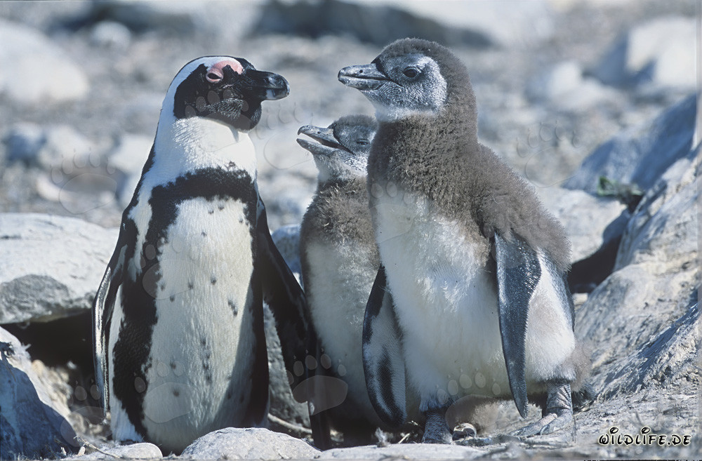 Pingouin à lunettes avec des jeunes