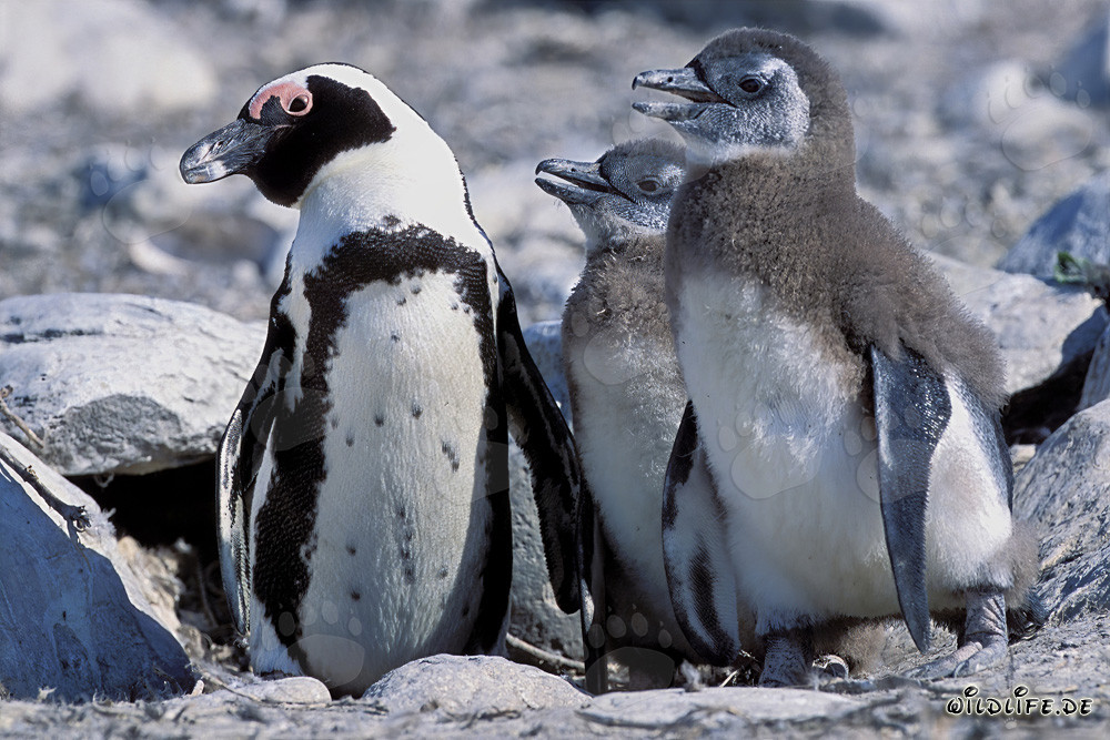 African Penguin - Endangered Seabirds off the Coast of South Africa
