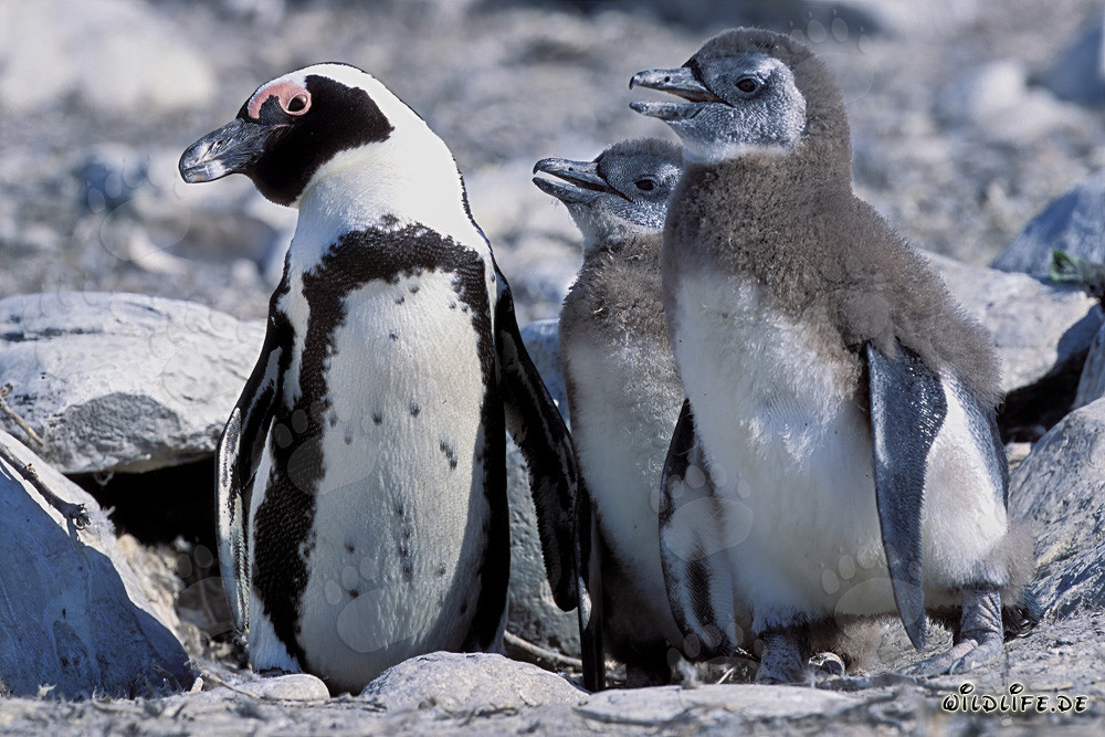 Brillenpinguin - Schutzbedürftige Seevögel vor der Küste Südafrikas