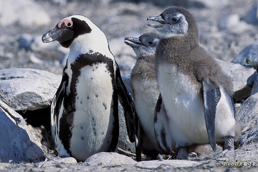 Pinguino di Magellano - Uccelli marini vulnerabili al largo delle coste sudafricane