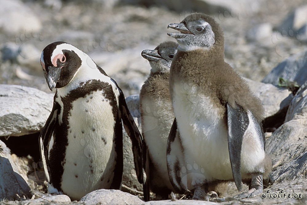 African Penguin with Two Juveniles on Dyer Island, South Africa