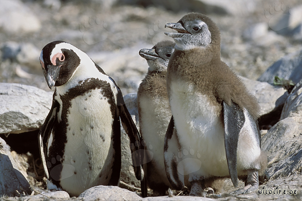 Brillenpinguin mit zwei Jungtieren auf Dyer Island, Suedafrika
