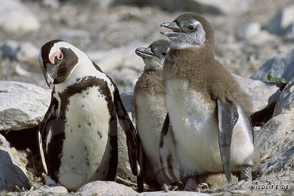 Pingüino de anteojos con dos crías en la Isla Dyer, Sudáfrica