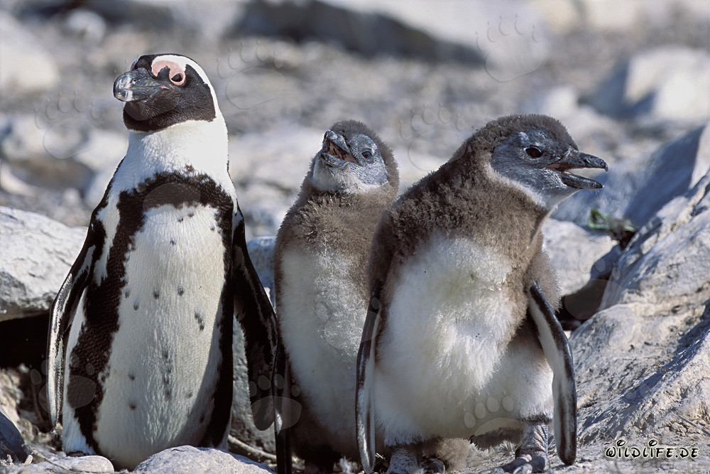 Brillenpinguin mit Jungtieren