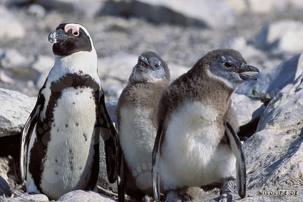 Pingouin à lunettes avec ses petits