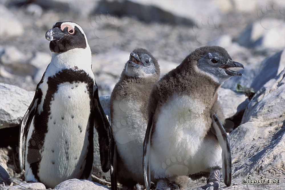 Pingüino de anteojos con crías