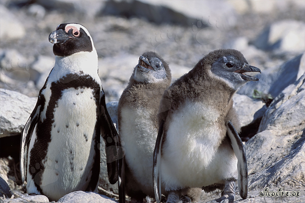 Pinguino con pulcini