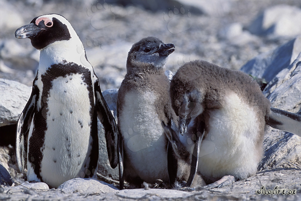 African Penguin Chicks with Parent on Dyer Island, South Africa