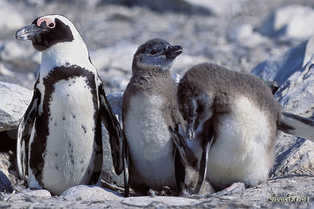 Pinguino dal becco arancione con due pulcini sull'Isola di Dyer, Sudafrica