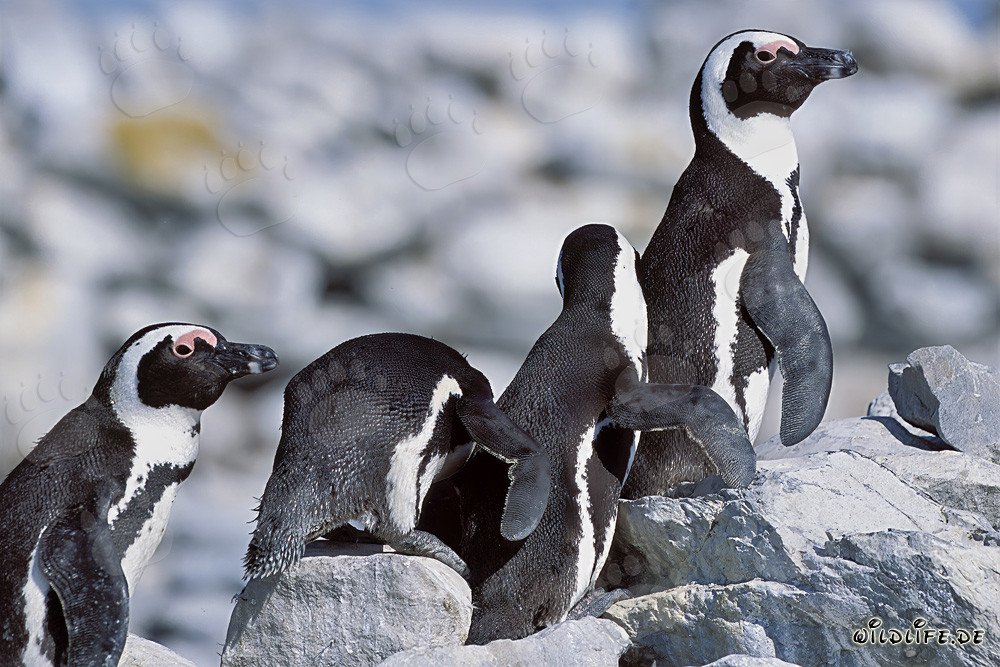 Fascinating African Penguin Colony on Dyer Island