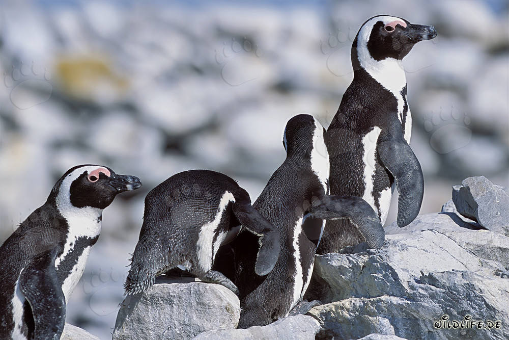 Faszinierende Brillenpinguin Kolonie auf Dyer Island