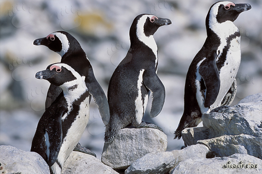 African Penguins on Dyer Island, South Africa