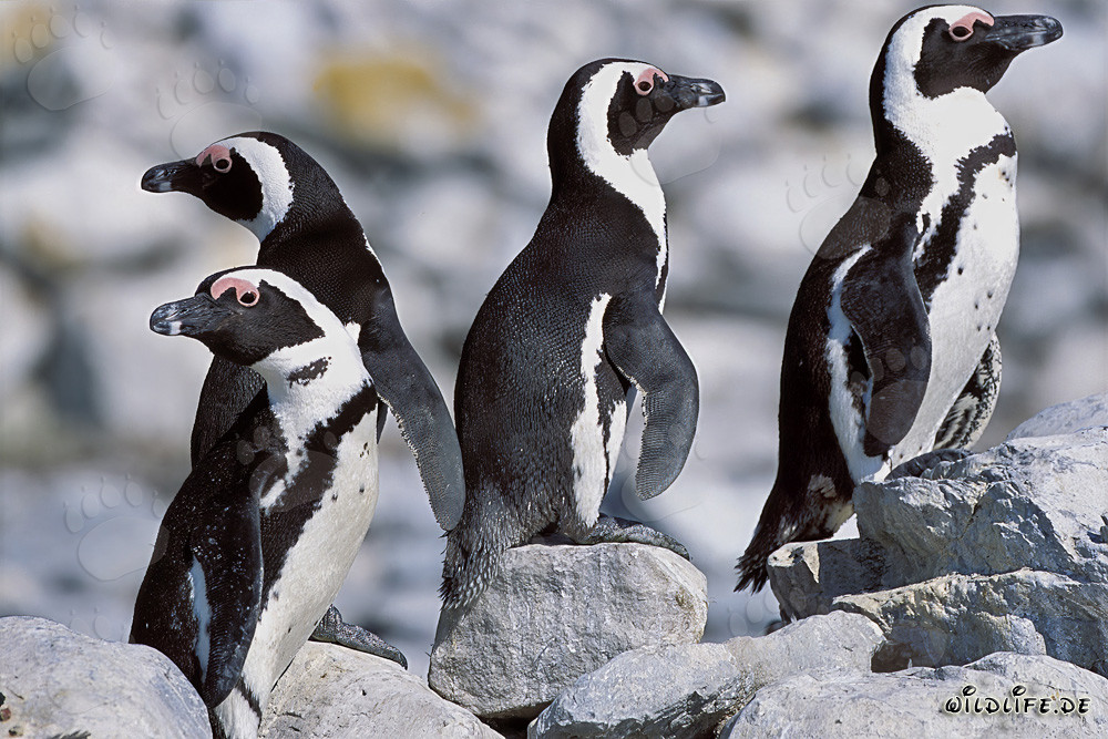 Brillenpinguine auf Dyer Island, Südafrika