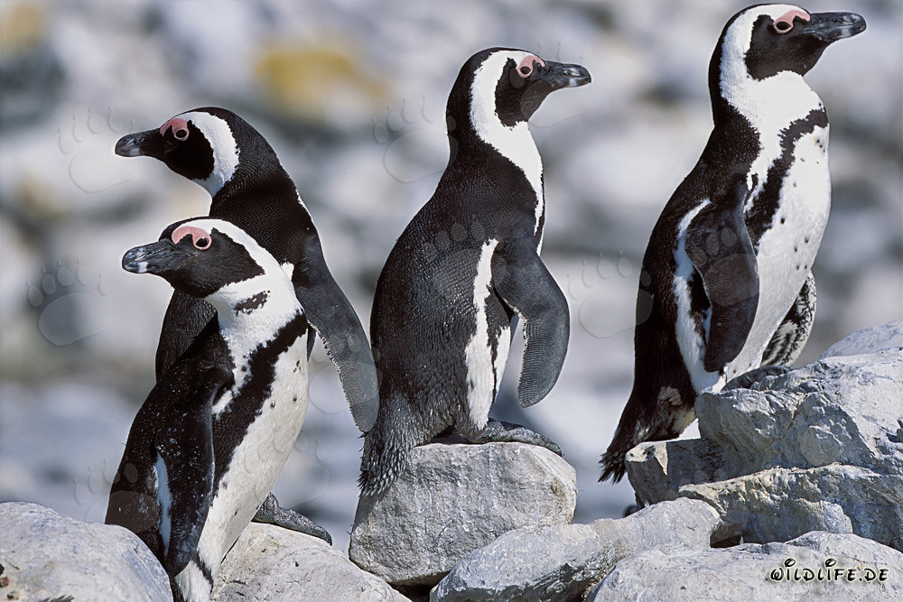 Pingouins à lunettes sur l'île de Dyer, Afrique du Sud