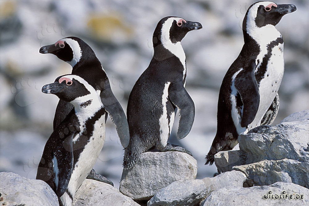 Pinguini dal becco giallo sull'isola di Dyer, Sudafrica
