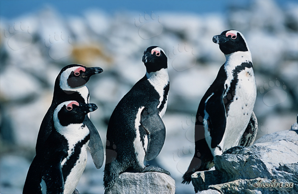 African Penguins on Dyer Island, South Africa