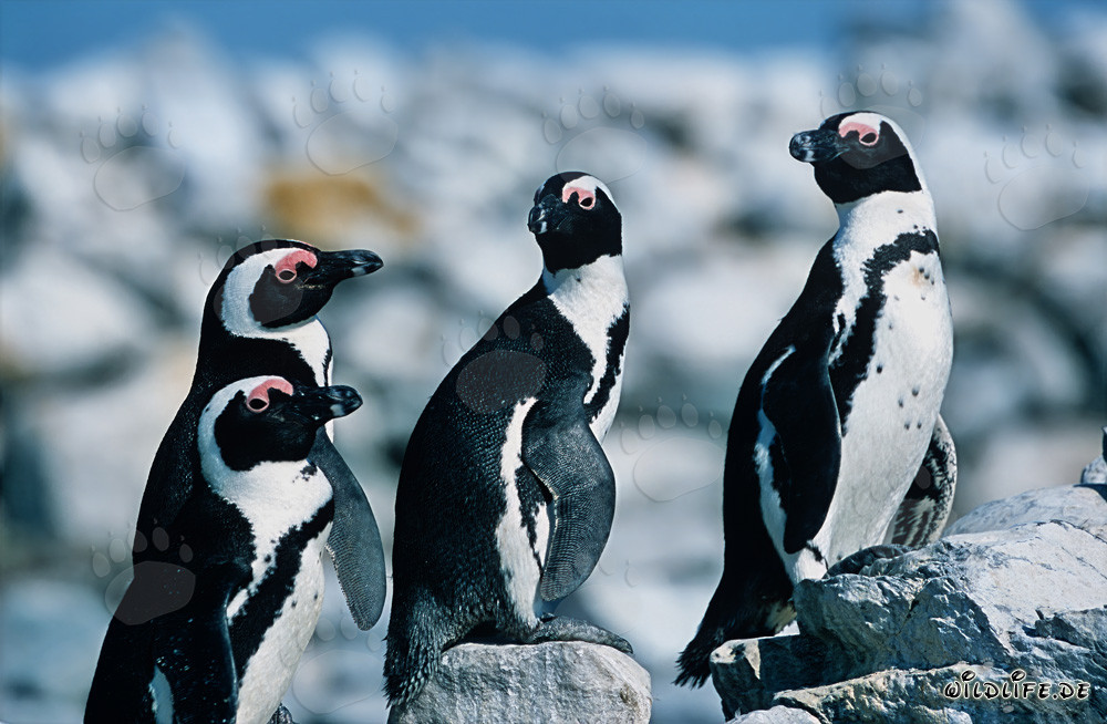 Pingouins à lunettes sur l'île de Dyer, Afrique du Sud