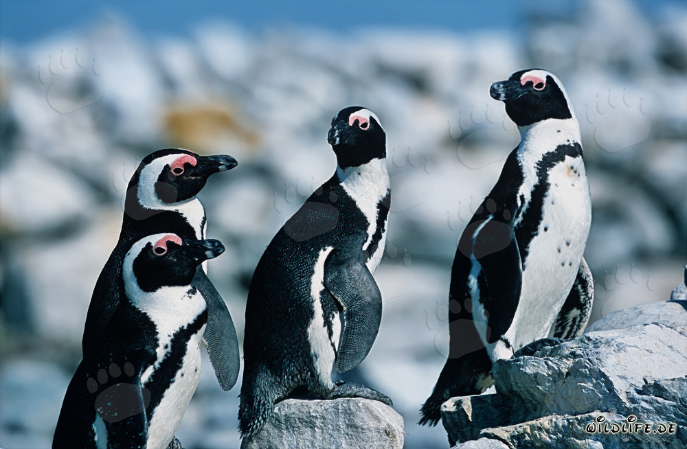 Pinguini dal becco giallo sull'isola Dyer, Sudafrica