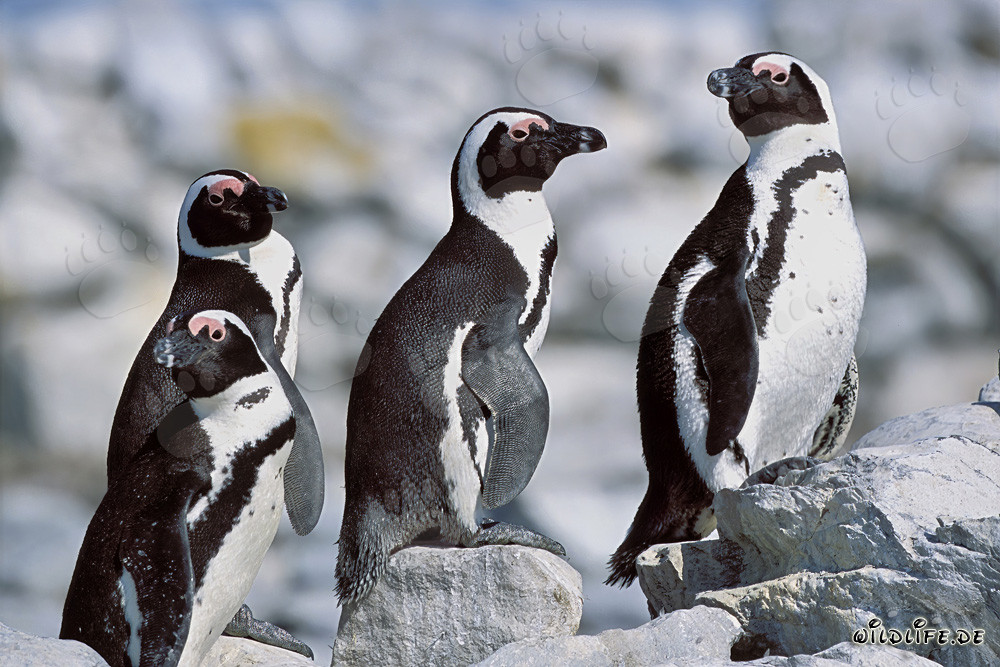 African Penguins on Dyer Island in South Africa