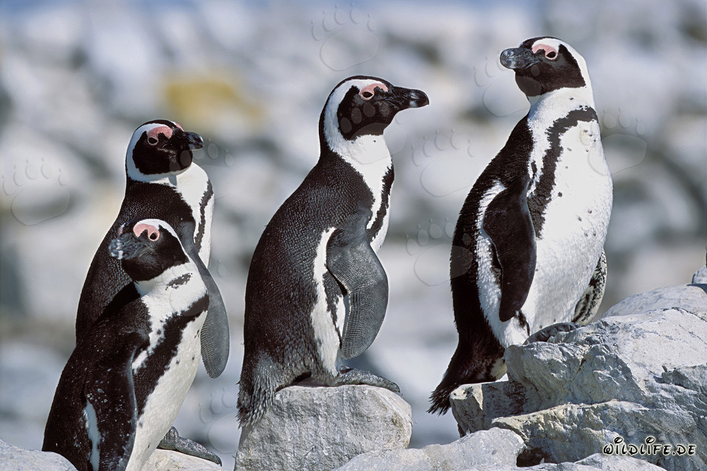 Brillenpinguine auf Dyer Island in Südafrika