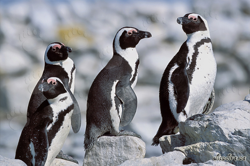 Pingüinos de anteojos en la Isla Dyer en Sudáfrica