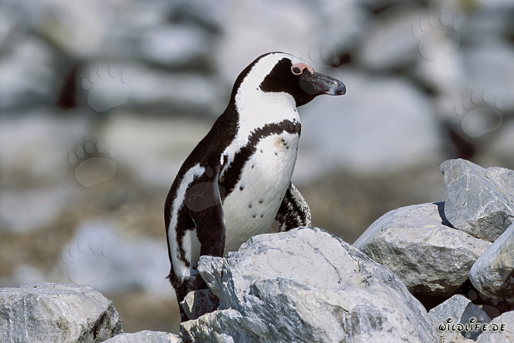 Manchot du Cap (Spheniscus demersus)